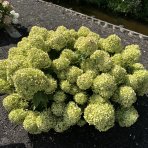Hortenzia metlinatá (Hydrangea paniculata) ´GROUNDBREAKER® GREENY´ by LIVING CREATIONS®´ - výška 20-30 cm, kont. C1,5L